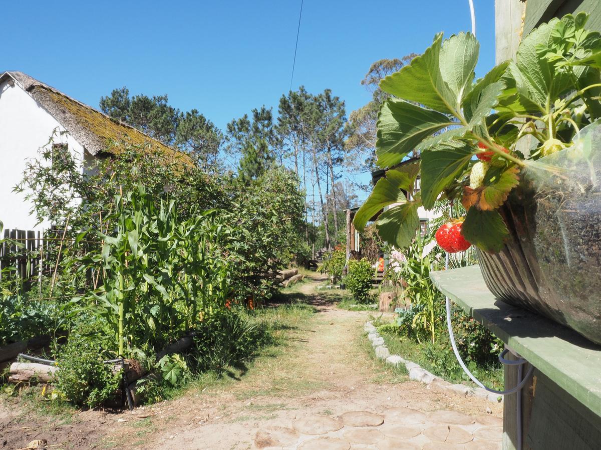 Eco Choclo Bed & Breakfast La Paloma Bagian luar foto