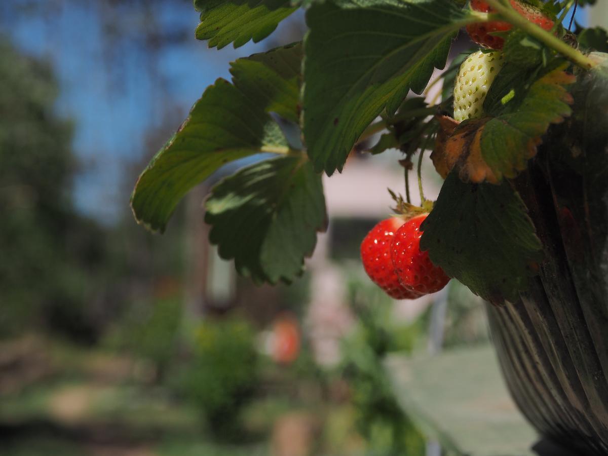 Eco Choclo Bed & Breakfast La Paloma Bagian luar foto